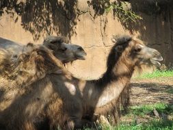 camel in shadow