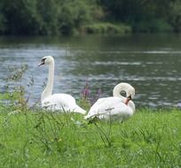 two White Swans on grass at water