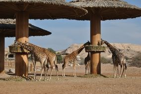 giraffes eat at the zoo