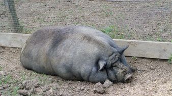 Fat Pig Domestic Animal