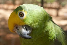 portrait of a cute yellow-green parrot