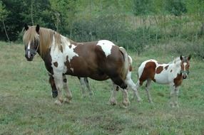 pinto Horses on meadow