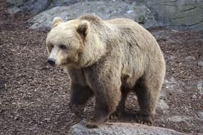 bear in the wild
