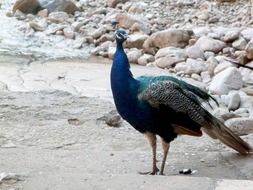 peacock in wildlife