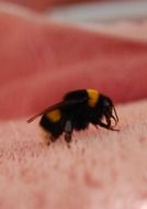 bee on rose petals