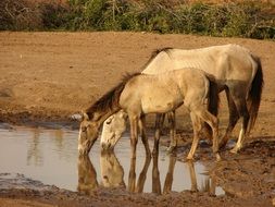 adult and young Horses drinking water at wild