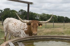 longhorn steer