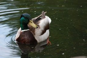 beautiful and cute Kaczor Duck