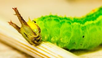 green caterpillar near a wooden stick