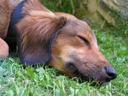 Dormant Dog Sleep