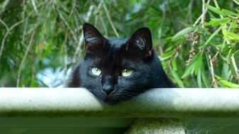 black cat behind the fence