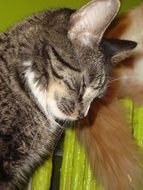 Cat Relax