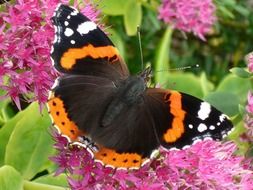 beautiful big black butterfly on a flower