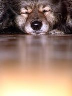 sleeping dog portrait