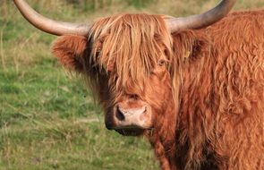 ginger bull with long horns and wool