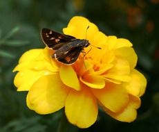 small brown butterfly on a yellow flower