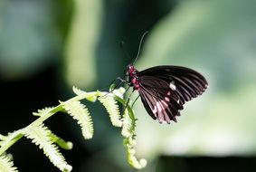 amazing butterfly on the fern leaf