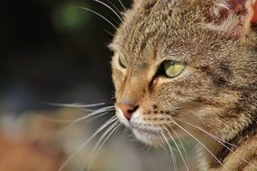 cat face at blur background