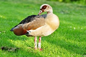 Beautiful Egyptian Goose On The Grass