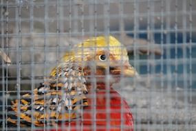 colorful bird in a cage behind the fence