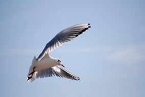 a seagull with big wings in a flight in the sky