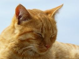 beautiful Cat sleep