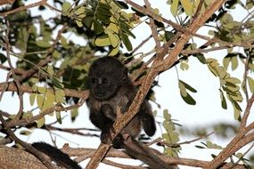 little monkey in the rainforest