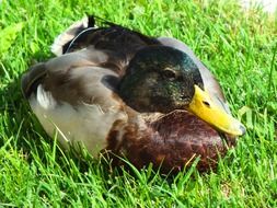 Water Duck bird on the grass