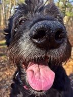 dog's face with mouth open