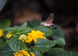 unique Butterfly Insect