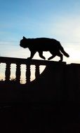 cat walks over the fence at dusk