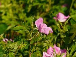 bush of pink rosa canina flowers close-up on blurred background