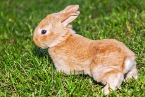 little orange rabbit in the grass