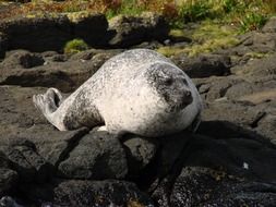 Californian sea lion lying on a stone