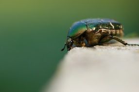 Macro photo of Rose Beetle