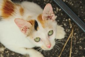 beautiful and cute Kitten Domestic