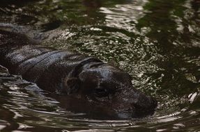 swimming hippopotamus