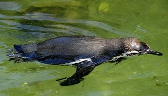 humboldt penguin swims underwater