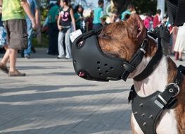 Muzzle on a dog's head