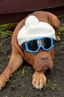 Dog in hat and sunglasses