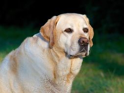 portrait of a cute light brown labrador