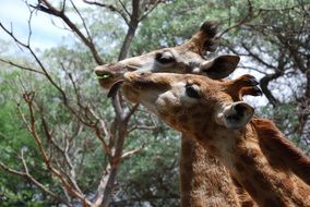 two Giraffes feeding at tree