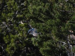Natural Western Scrub-Jay Bird