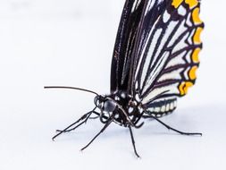 butterfly with closed wings on the white background