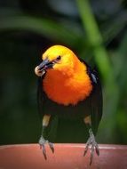 small bird with worm in the beak