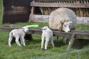 Sheep with two Lambs on farm