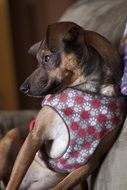 Cute dog is sitting
