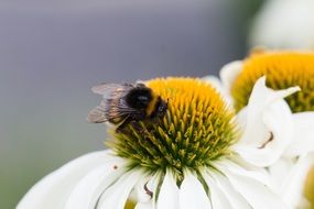 Macro photography of Bumblebee in nature