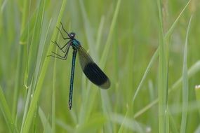 Green Dragonfly