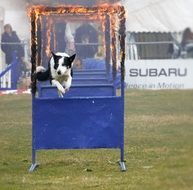 brave sheep dog jumps through fire at competitions
